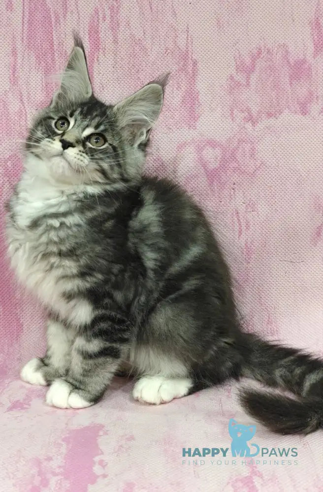 Loves Maine Coon male black silver tabby with white live animals