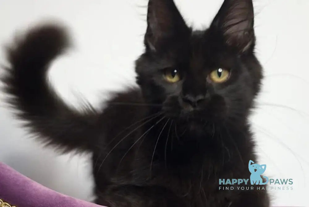 Lovis Maine Coon male black live animals