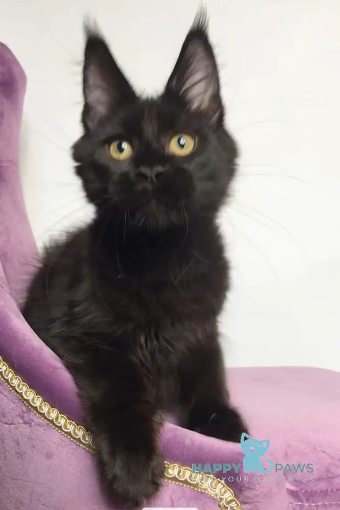 Lovis Maine Coon male black live animals