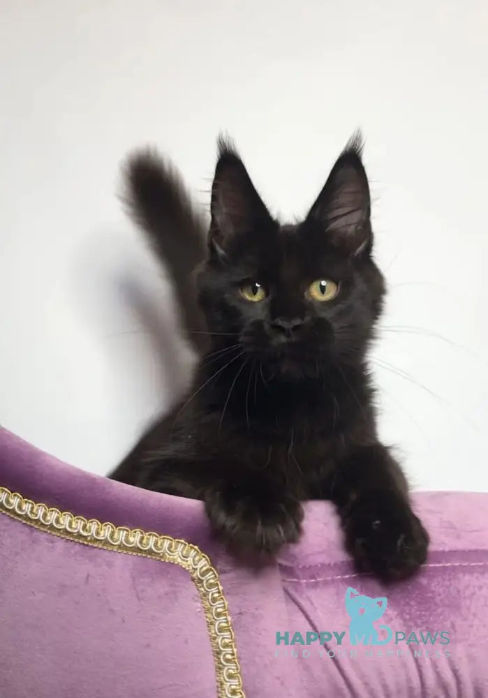 Lovis Maine Coon male black live animals