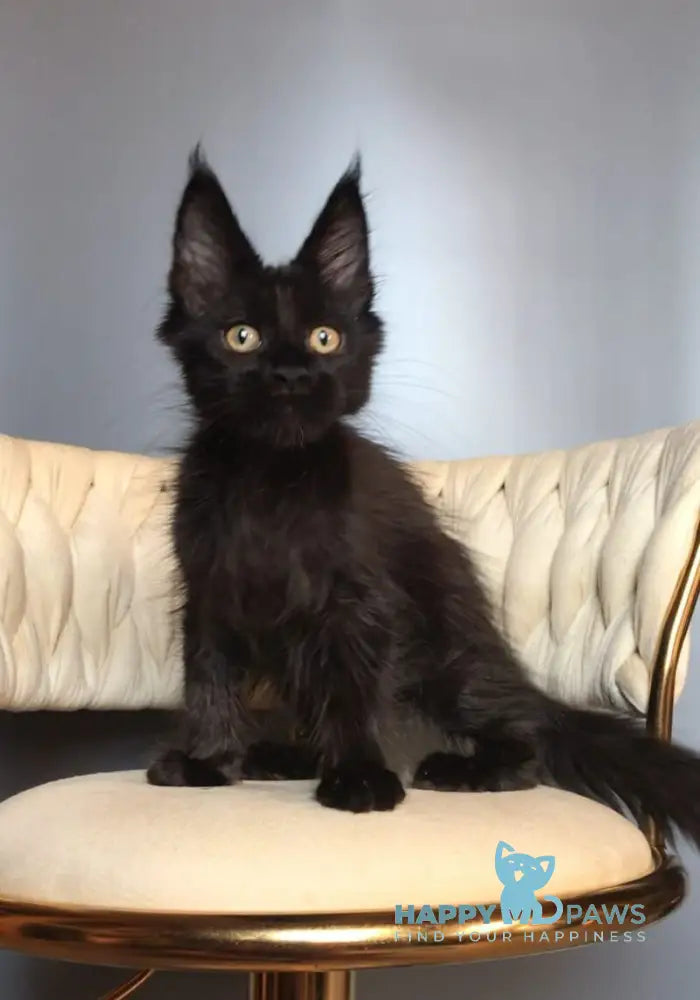Lovis Maine Coon male black live animals