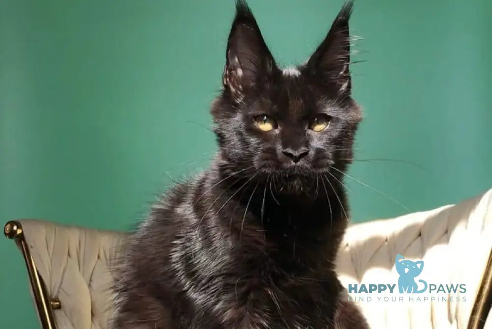 Lovis Maine Coon male black live animals