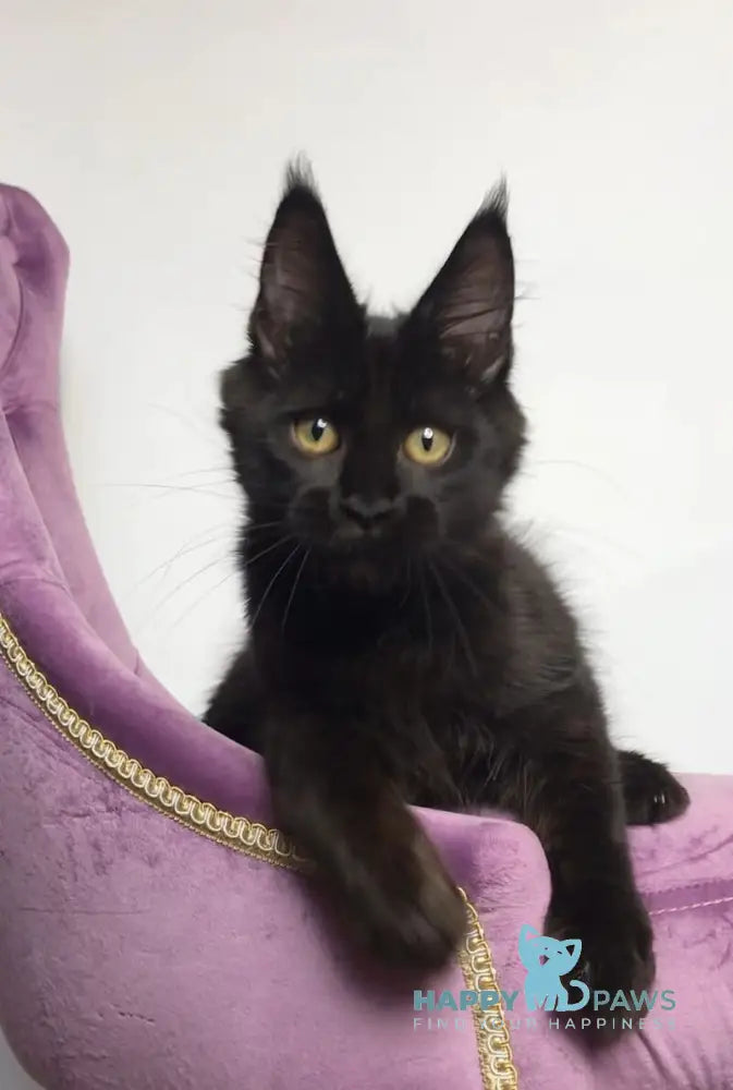 Lovis Maine Coon male black live animals