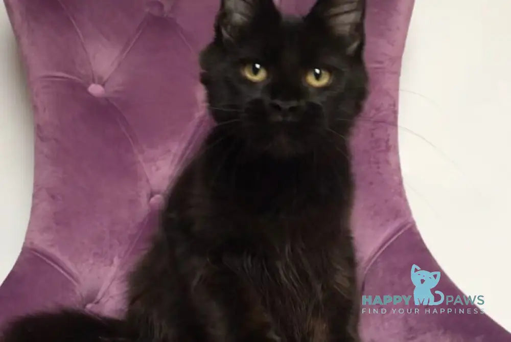 Lovis Maine Coon male black live animals