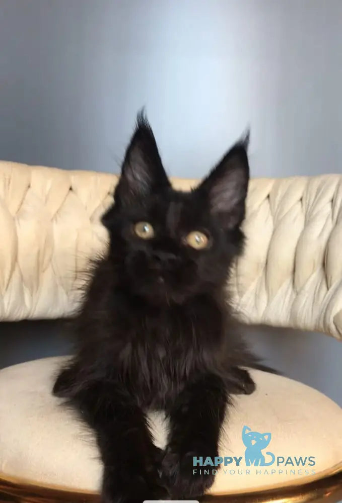 Lovis Maine Coon male black live animals