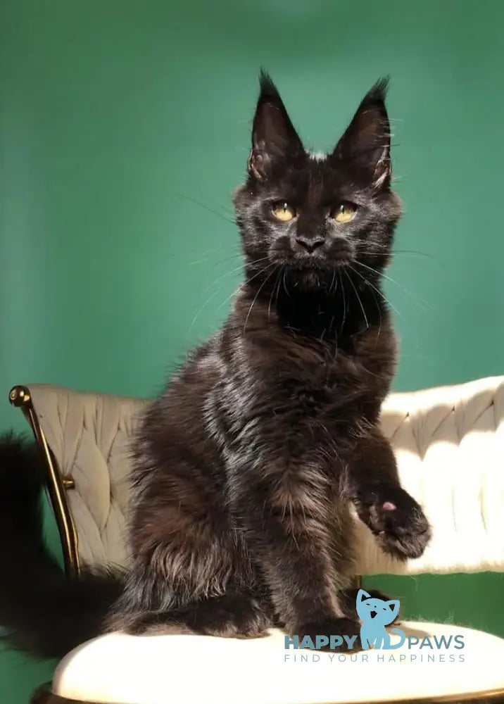 Lovis Maine Coon male black live animals