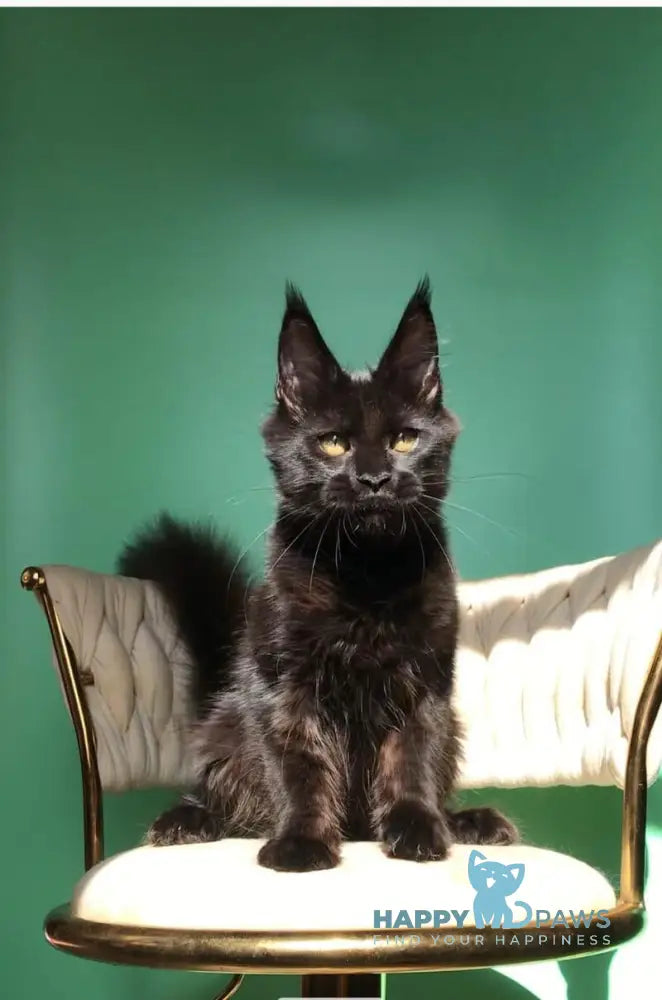 Lovis Maine Coon male black live animals