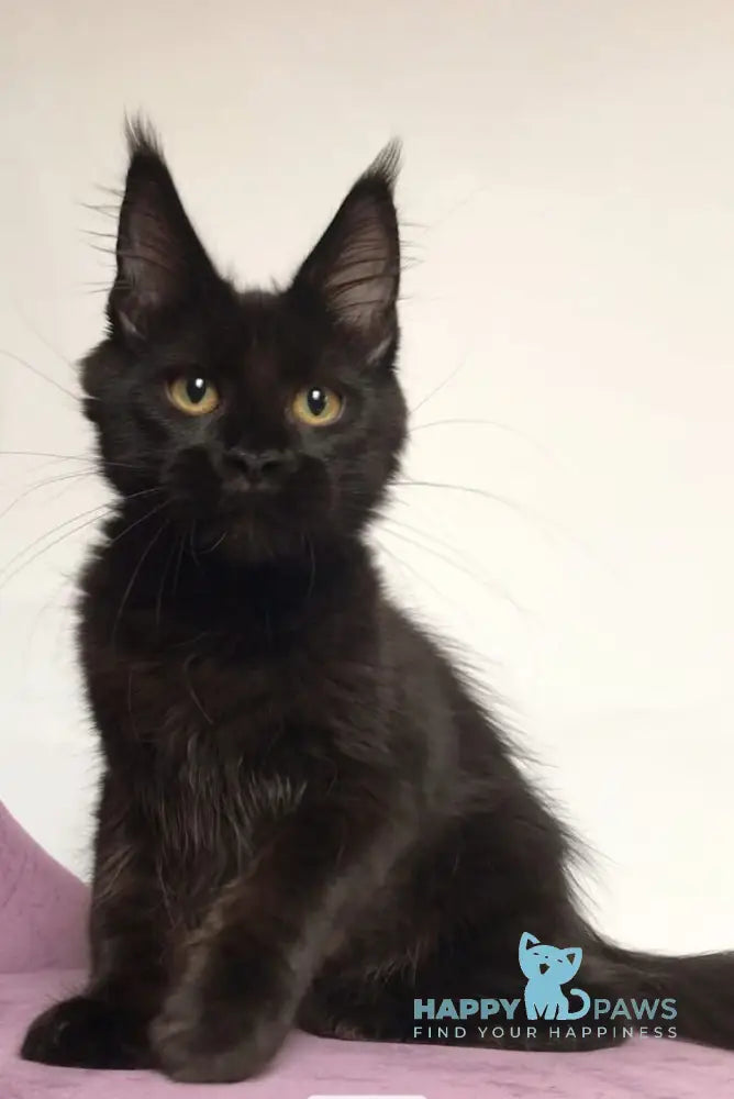 Lovis Maine Coon male black live animals