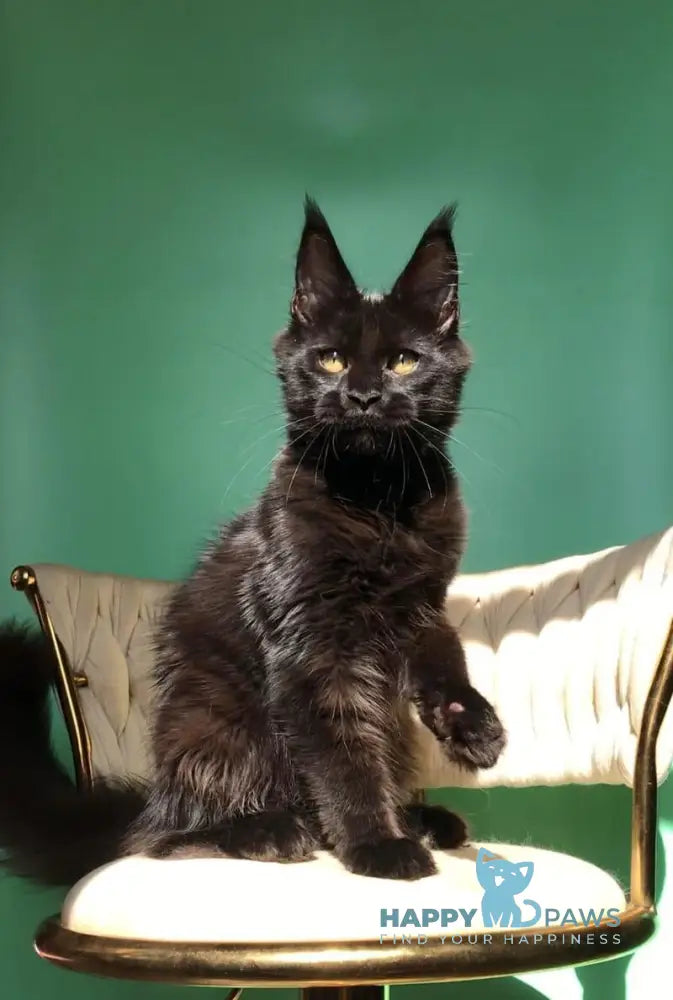 Lovis Maine Coon male black live animals