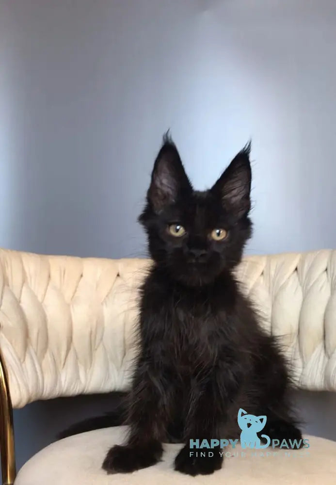 Lovis Maine Coon male black live animals