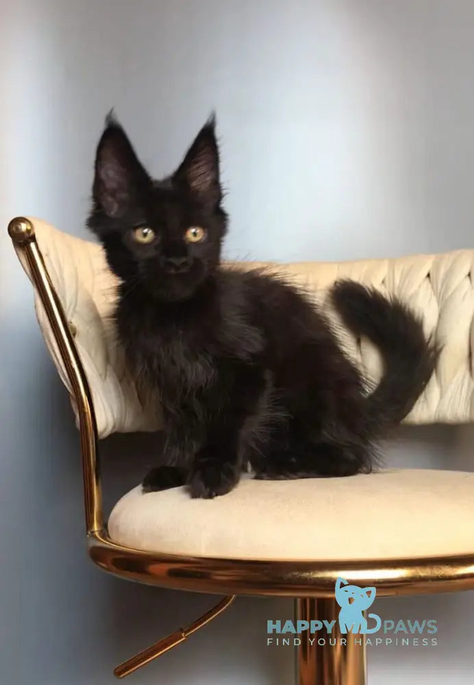 Lovis Maine Coon male black live animals
