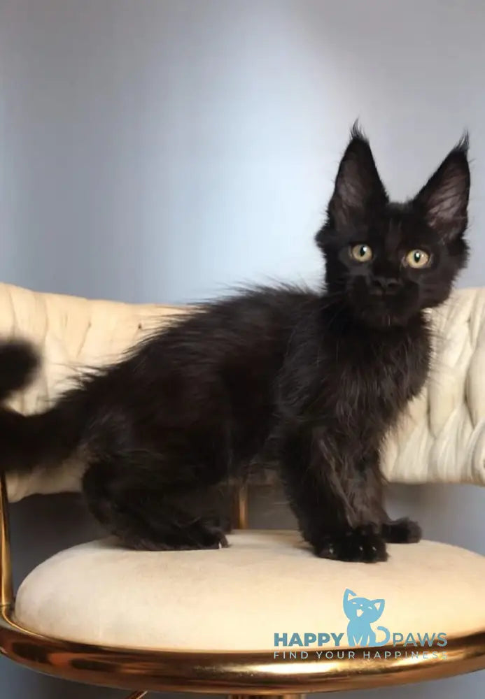 Lovis Maine Coon male black live animals