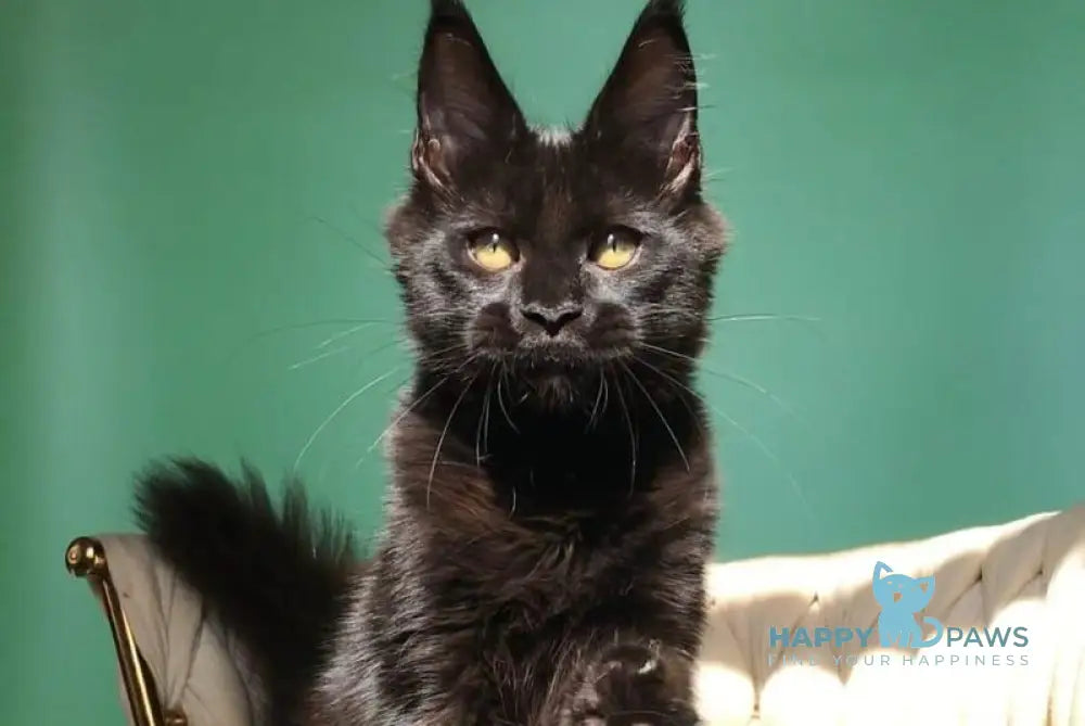 Lovis Maine Coon male black live animals