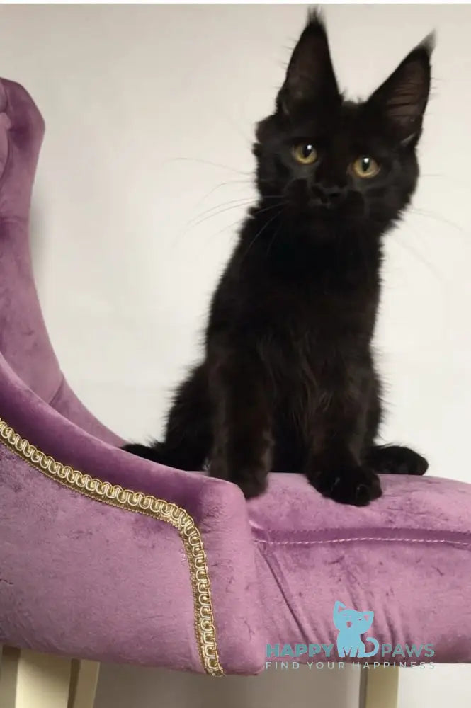 Lovis Maine Coon male black live animals