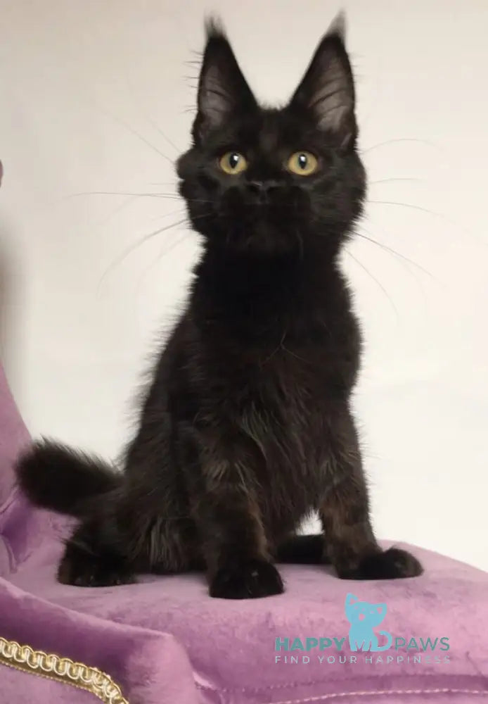 Lovis Maine Coon male black live animals