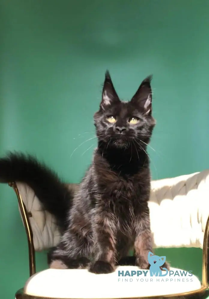 Lovis Maine Coon male black live animals
