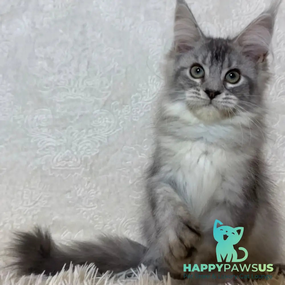 Lu-lo Maine Coon polydactyl 6x6x6x6 female black silver ticked tabby - live animals