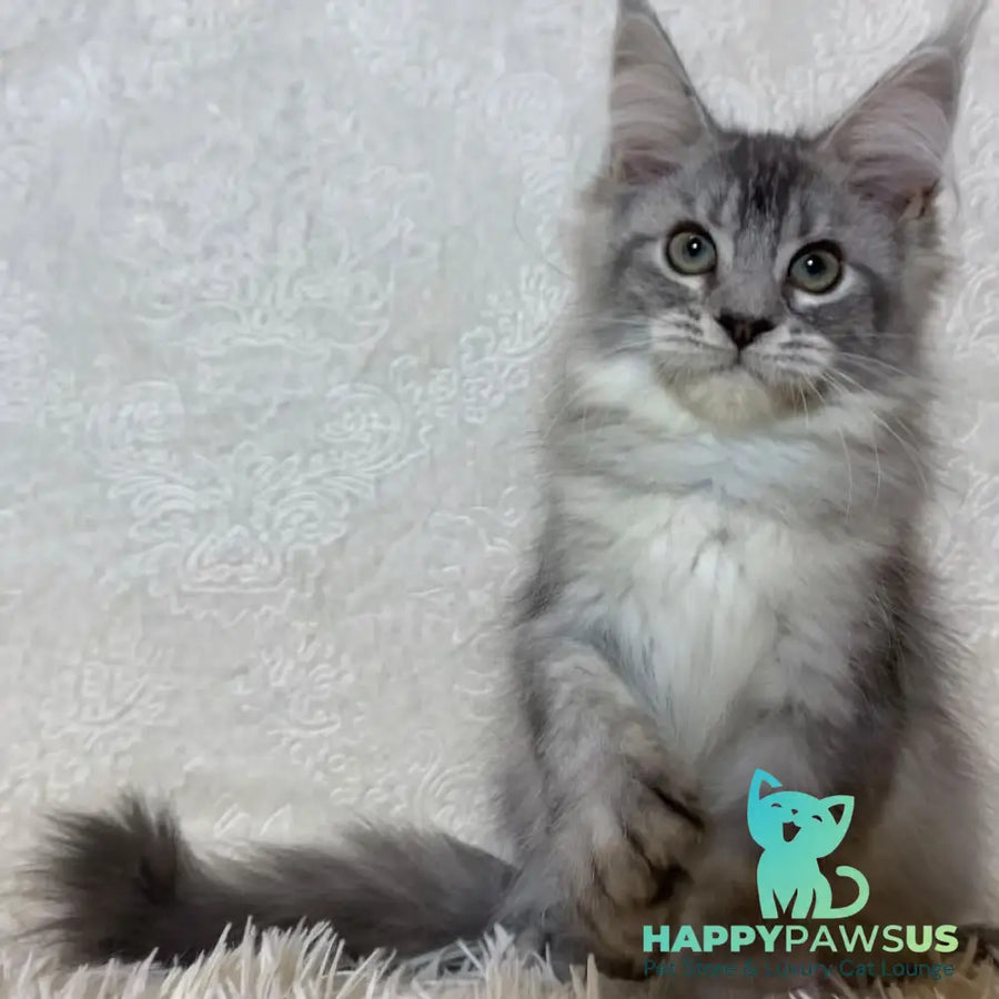 Lu-lo Maine Coon polydactyl 6x6x6x6 female black silver ticked tabby - live animals