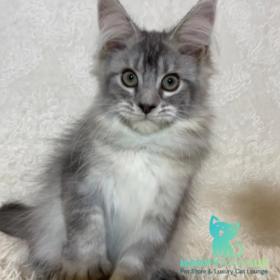 Lu-lo Maine Coon polydactyl 6x6x6x6 female black silver ticked tabby - live animals