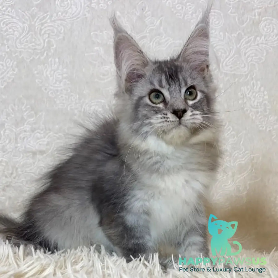 Lu-lo Maine Coon polydactyl 6x6x6x6 female black silver ticked tabby - live animals