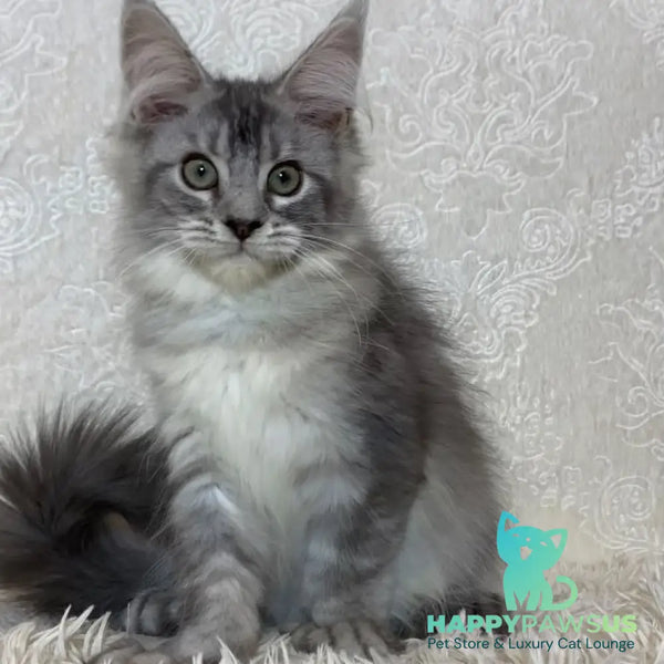 Lu-lo Maine Coon polydactyl 6x6x6x6 female black silver ticked tabby - live animals