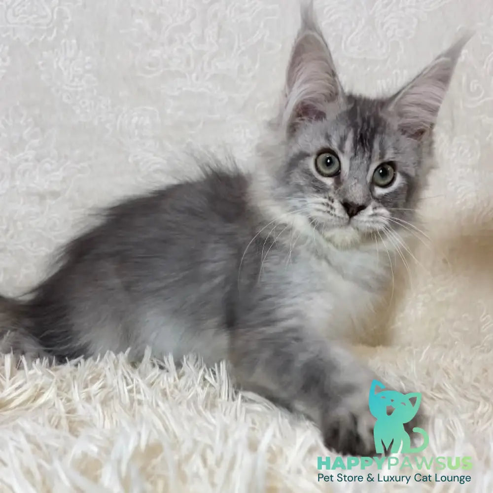 Lu-lo Maine Coon polydactyl 6x6x6x6 female black silver ticked tabby - live animals