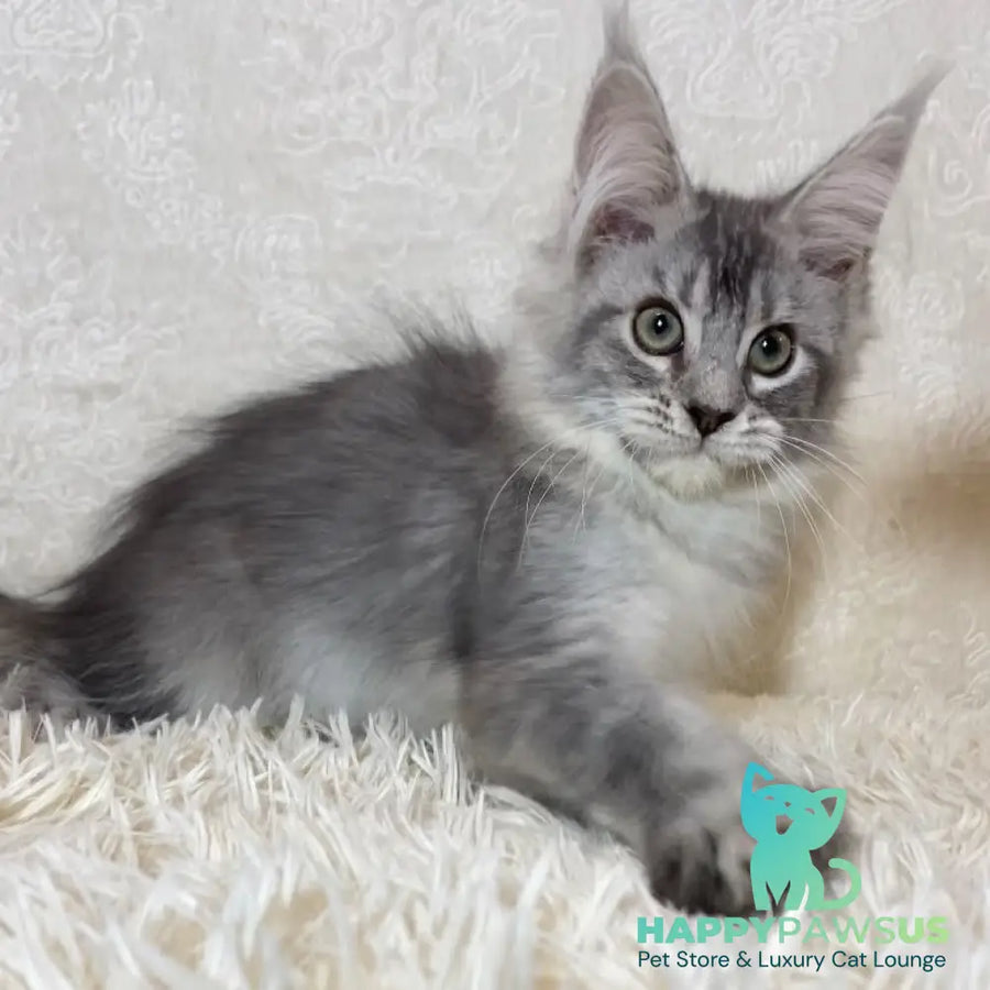 Lu-lo Maine Coon polydactyl 6x6x6x6 female black silver ticked tabby - live animals
