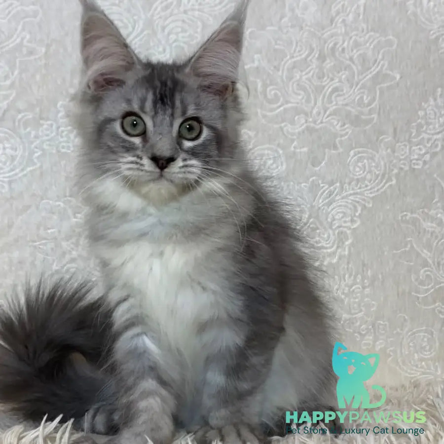 Lu-lo Maine Coon polydactyl 6x6x6x6 male black silver ticked tabby - live animals