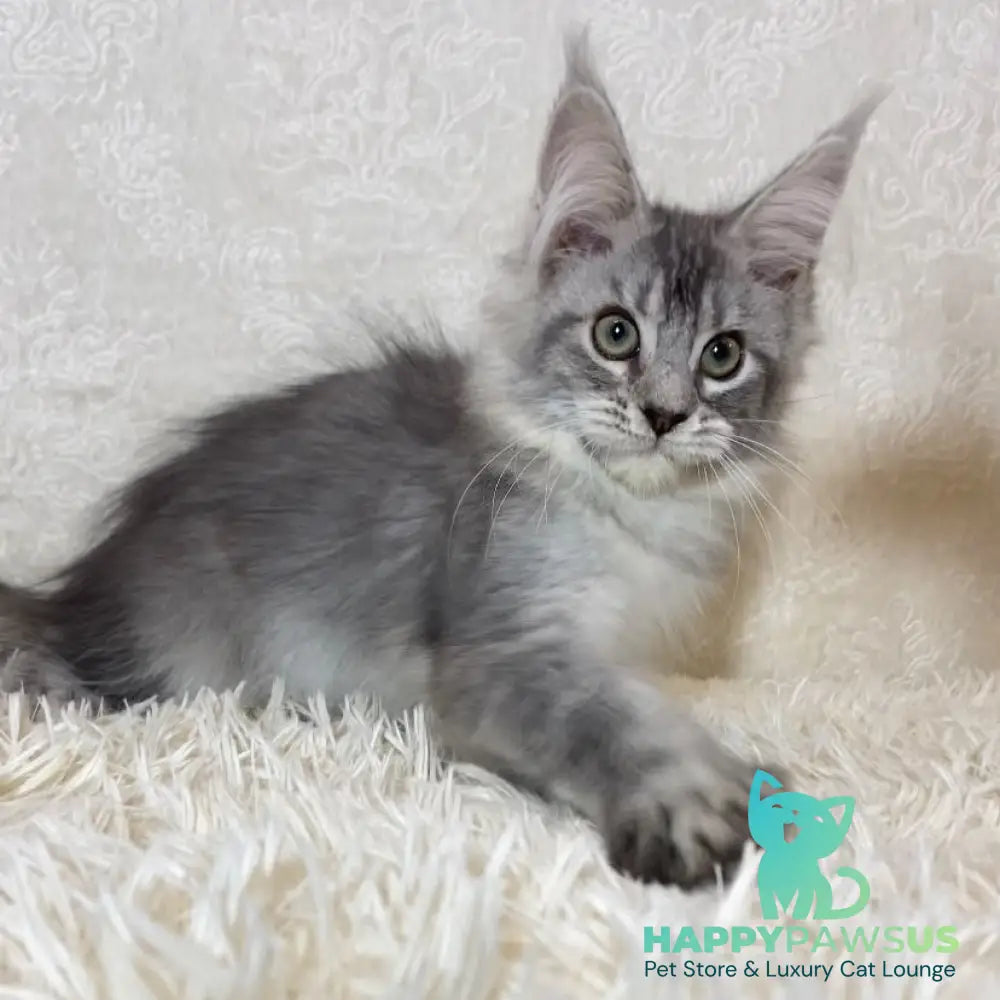 Lu-lo Maine Coon polydactyl 6x6x6x6 male black silver ticked tabby - live animals