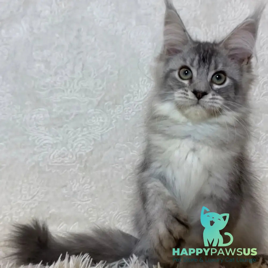 Lu-lo Maine Coon polydactyl 6x6x6x6 male black silver ticked tabby - live animals