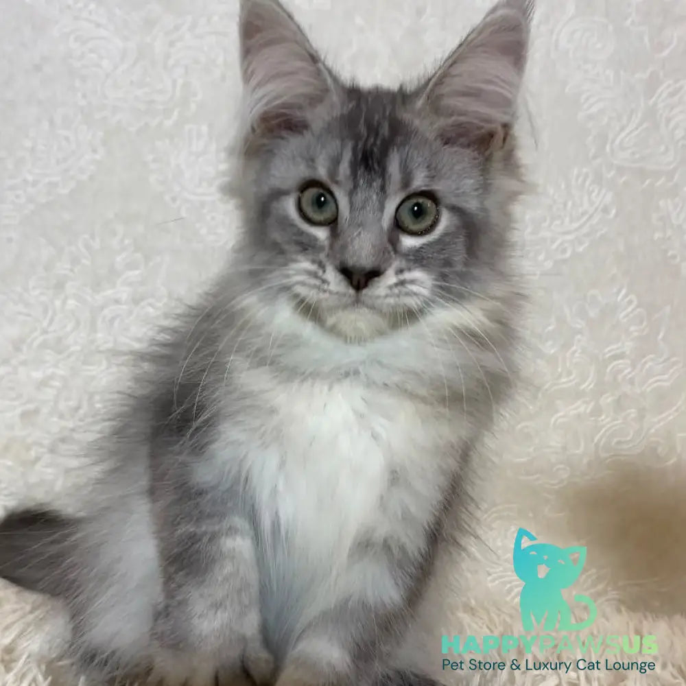 Lu-lo Maine Coon polydactyl 6x6x6x6 male black silver ticked tabby - live animals