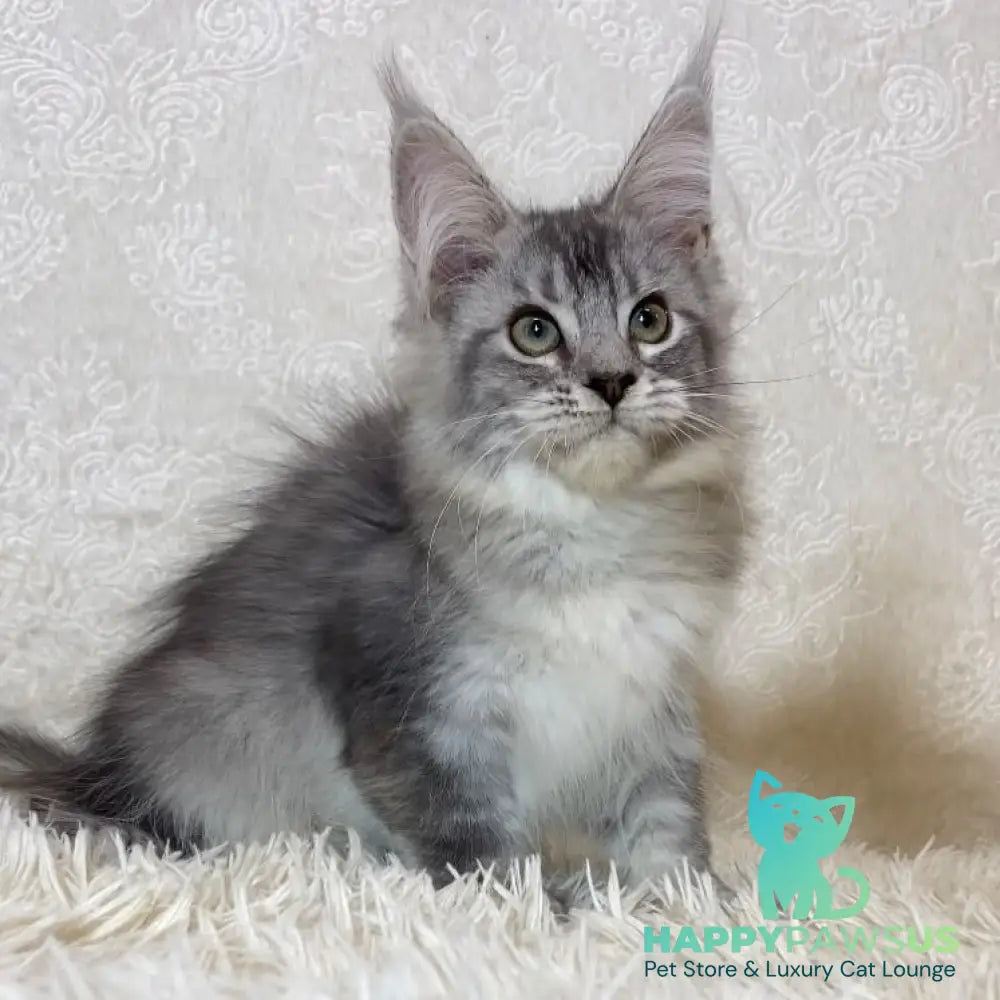 Lu-lo Maine Coon polydactyl 6x6x6x6 male black silver ticked tabby - live animals