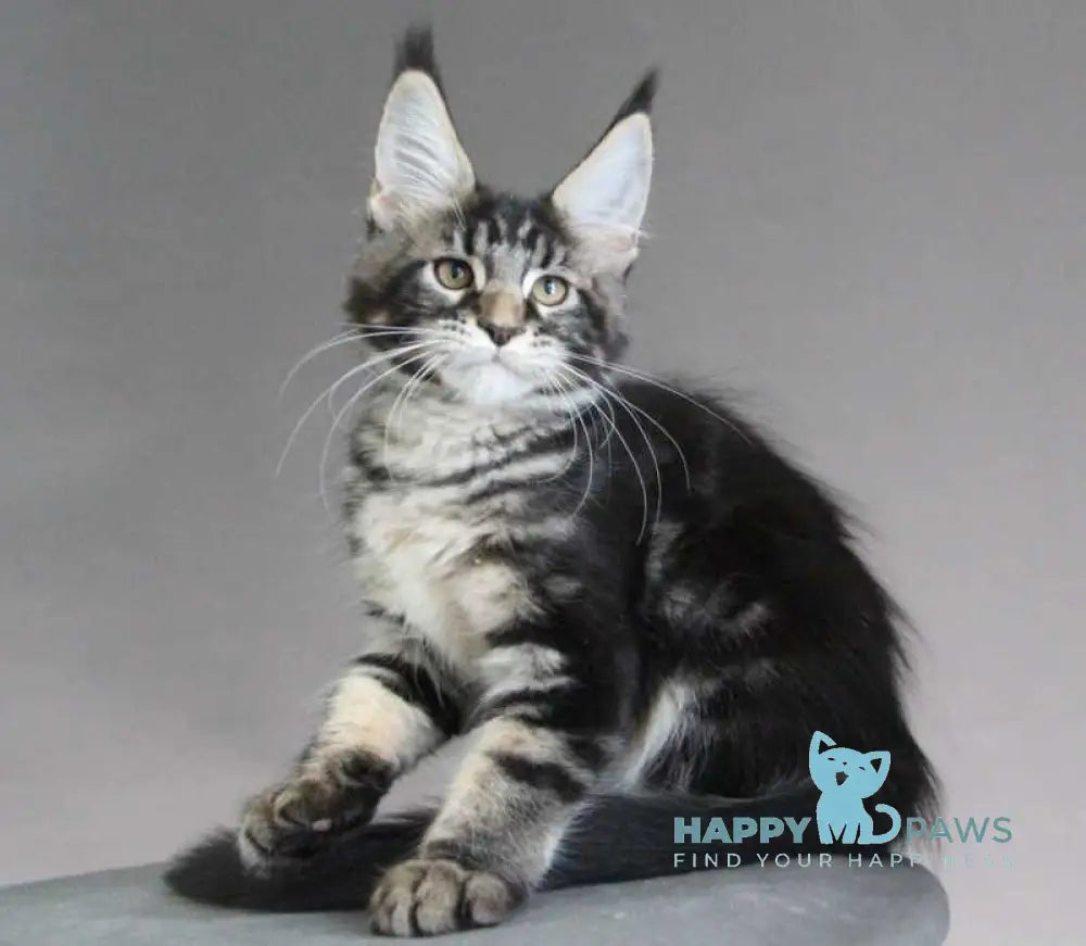 Lu-lu Maine Coon female black tabby live animals