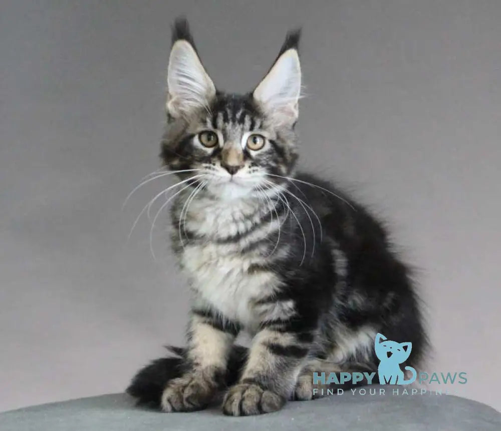 Lu-lu Maine Coon female black tabby live animals