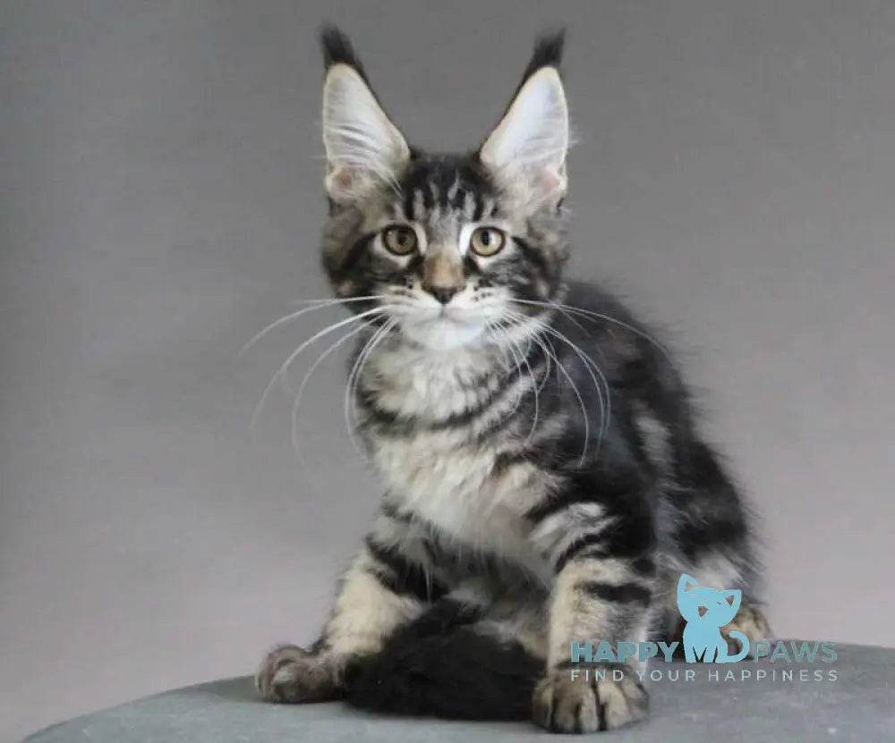 Lu-lu Maine Coon female black tabby live animals