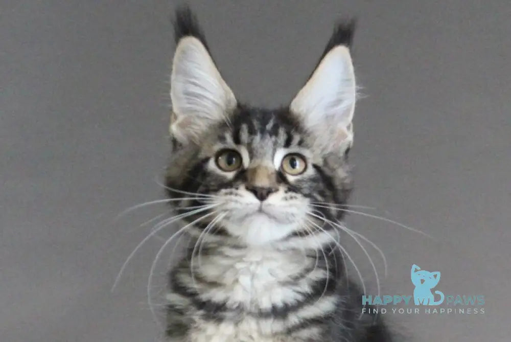 Lu-lu Maine Coon female black tabby live animals