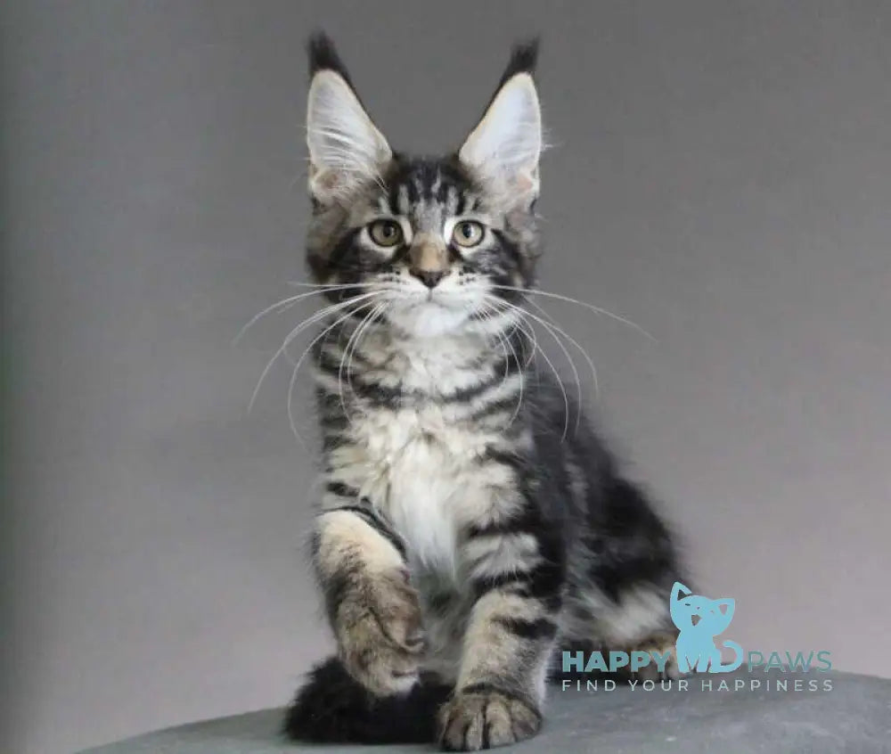 Lu-lu Maine Coon female black tabby live animals