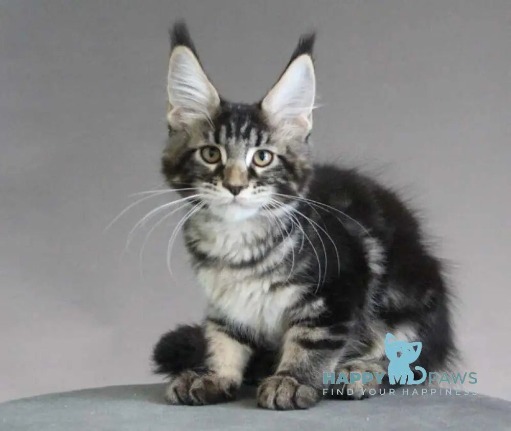 Lu-lu Maine Coon female black tabby live animals