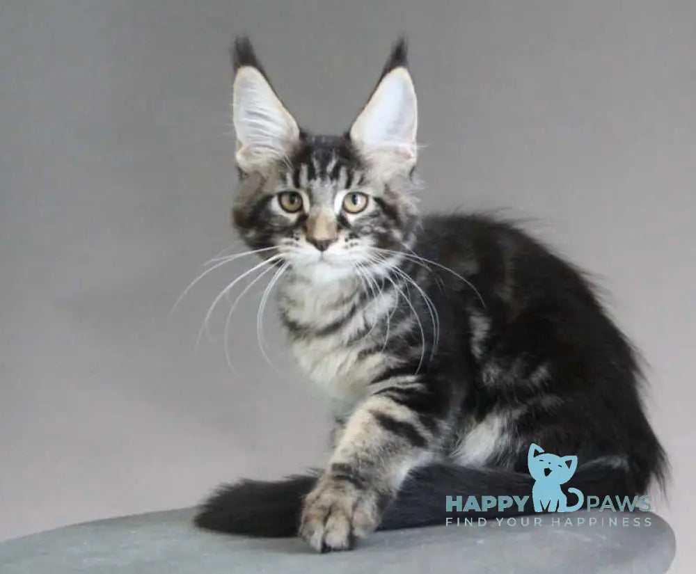 Lu-lu Maine Coon female black tabby live animals