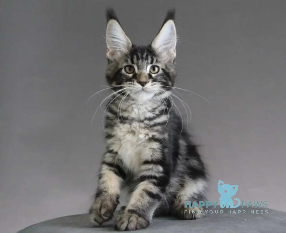 Lu-lu Maine Coon female black tabby live animals