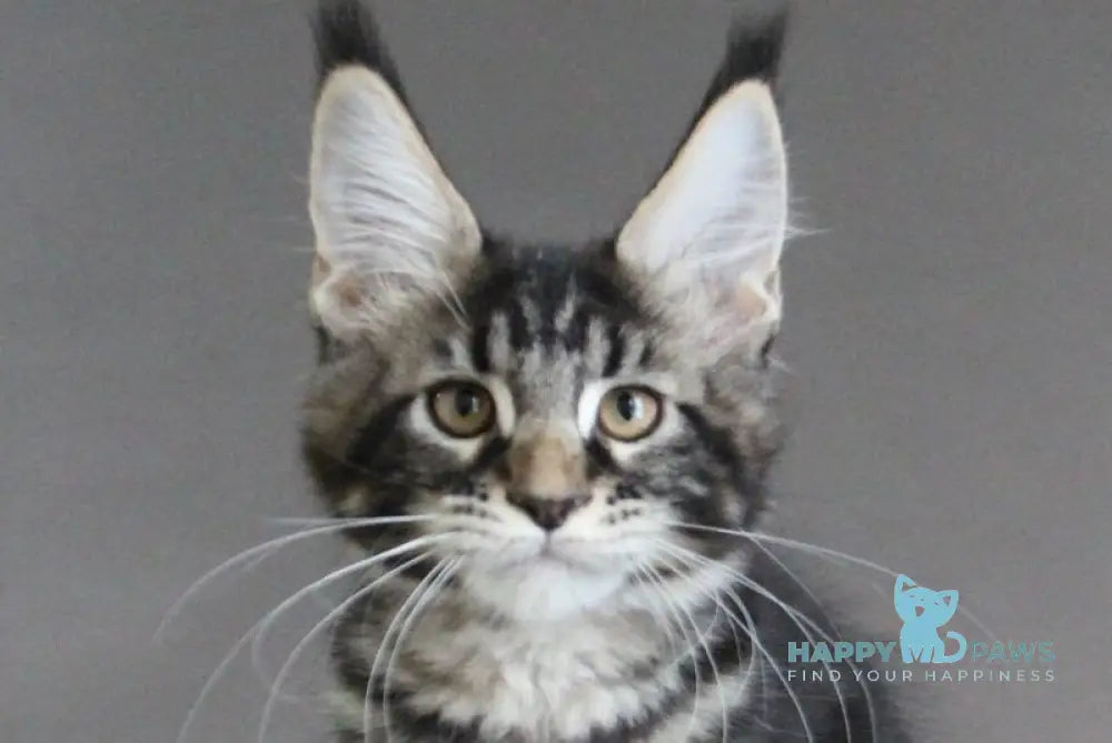Lu-lu Maine Coon female black tabby live animals