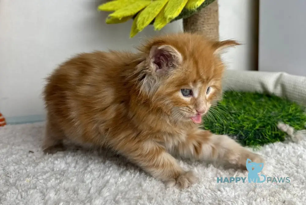 Lubava Maine Coon female red tabby live animals