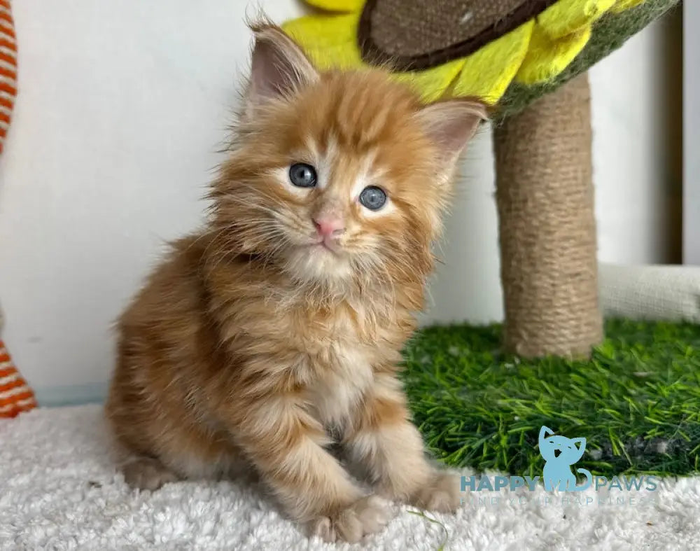 Lubava Maine Coon female red tabby live animals