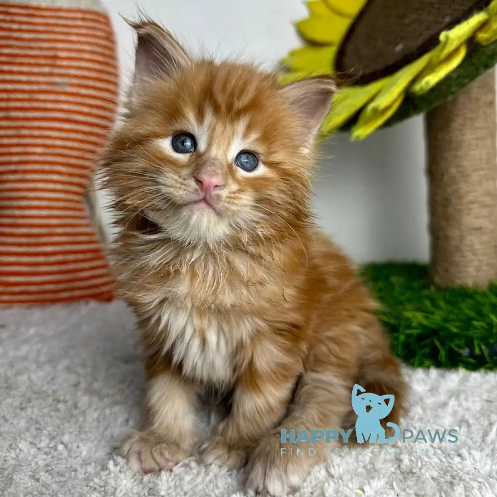 Lubava Maine Coon female red tabby live animals