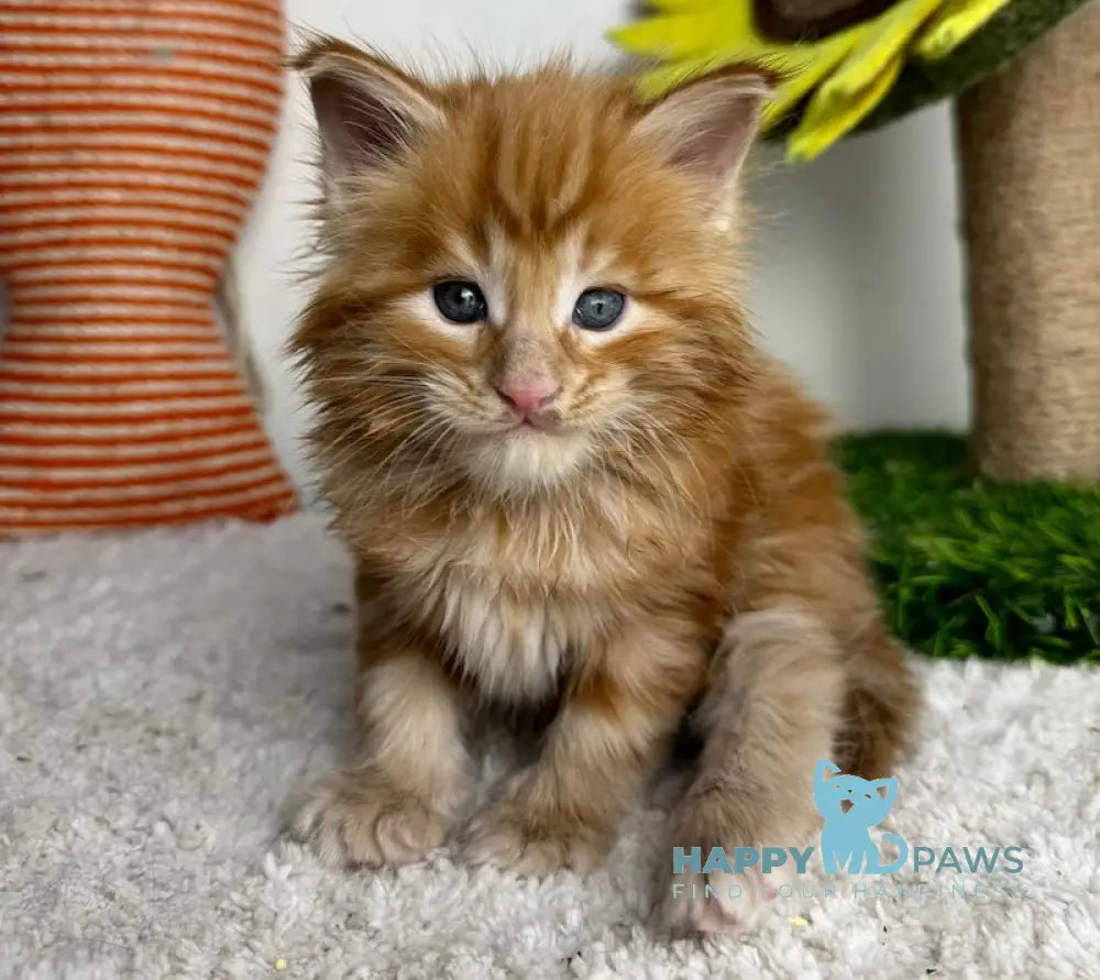 Lubava Maine Coon female red tabby live animals