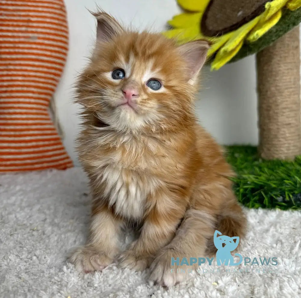 Lubava Maine Coon female red tabby live animals