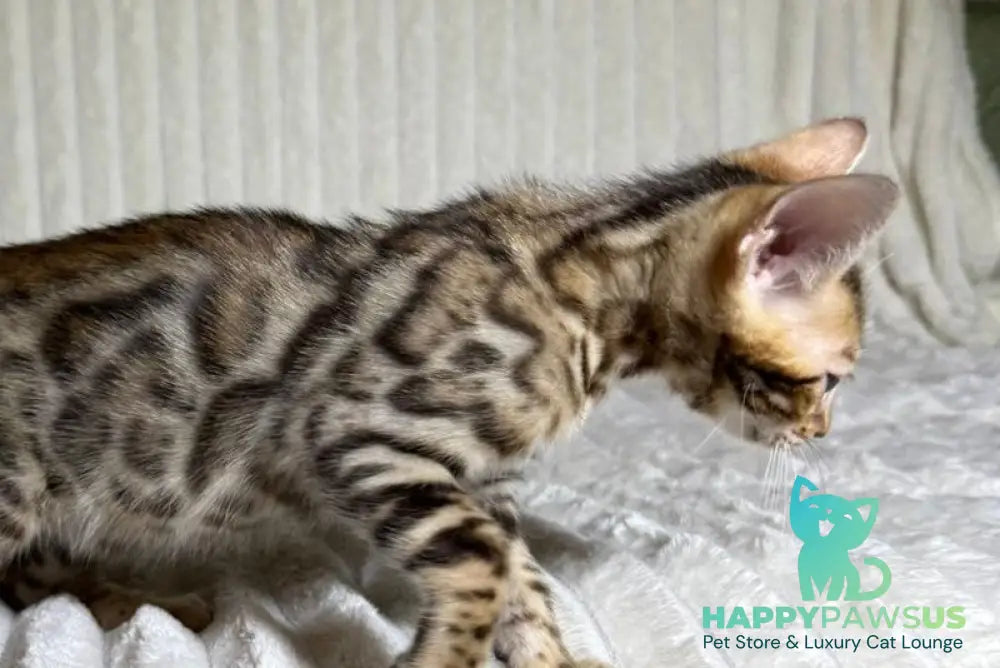 Lucas Bengal male black spotted tabby live animals