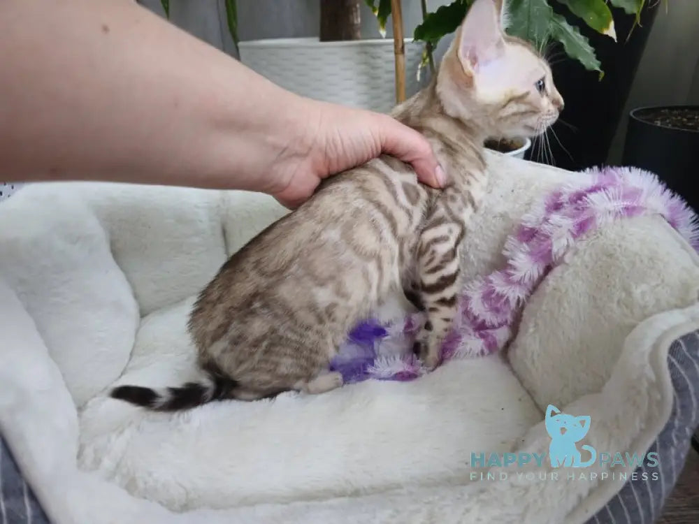 Lucas Bengal male black spotted tabby pointed live animals