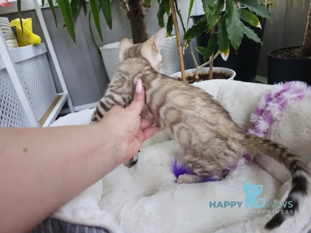 Lucas Bengal male black spotted tabby pointed live animals