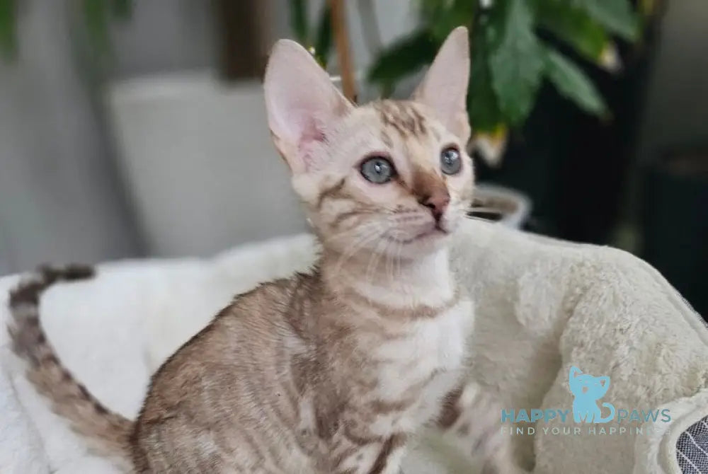 Lucas Bengal male black spotted tabby pointed live animals